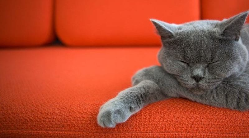 Как убрать неприятный запах от кошки с дивана | Перетяжка мягкой мебели